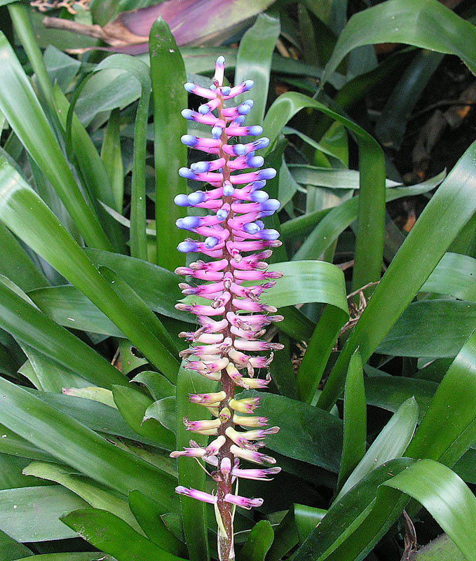 Aechmea gamosepala v kvetináči na svetlom mieste