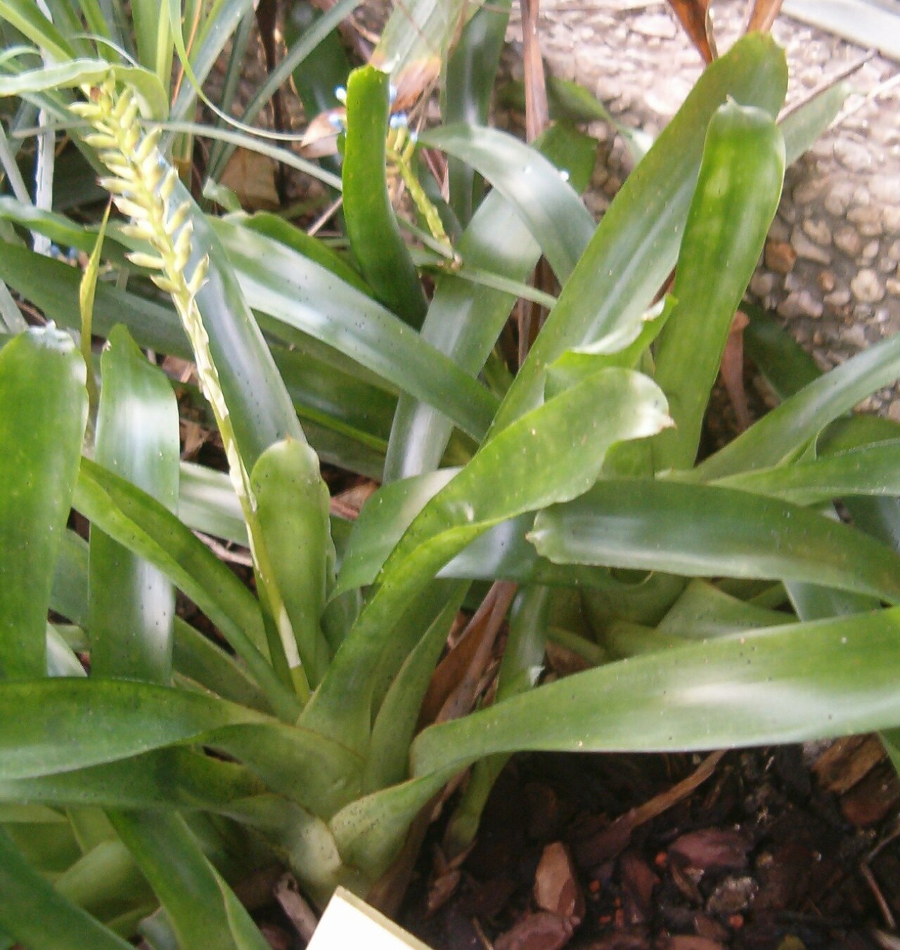 detail listovej ružice rastliny Aechmea gamosepala