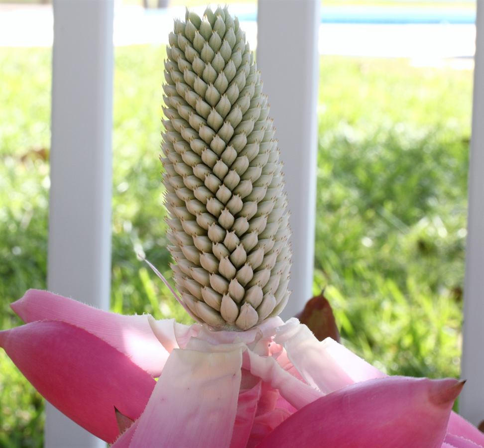 Starostlivosť o Aechmea mariae-reginae v interiéri