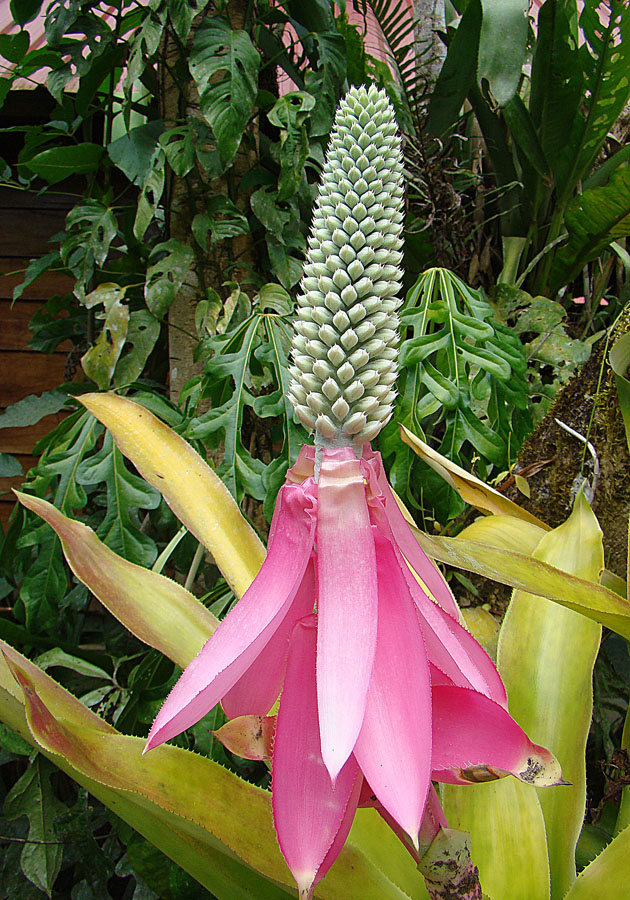 Aechmea mariae-reginae ako izbová bromélia
