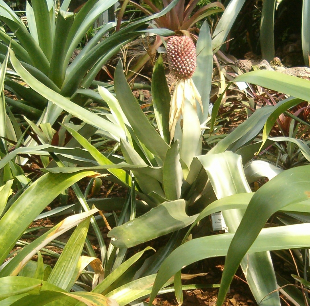 Detail listovej ružice Aechmea mariae-reginae