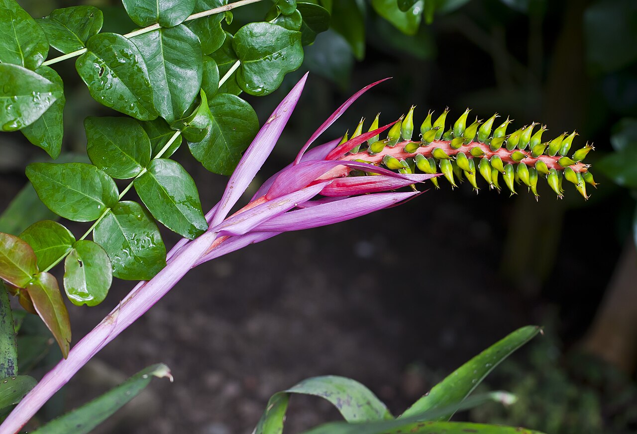Starostlivosť o Aechmea nudicaulis v interiéri