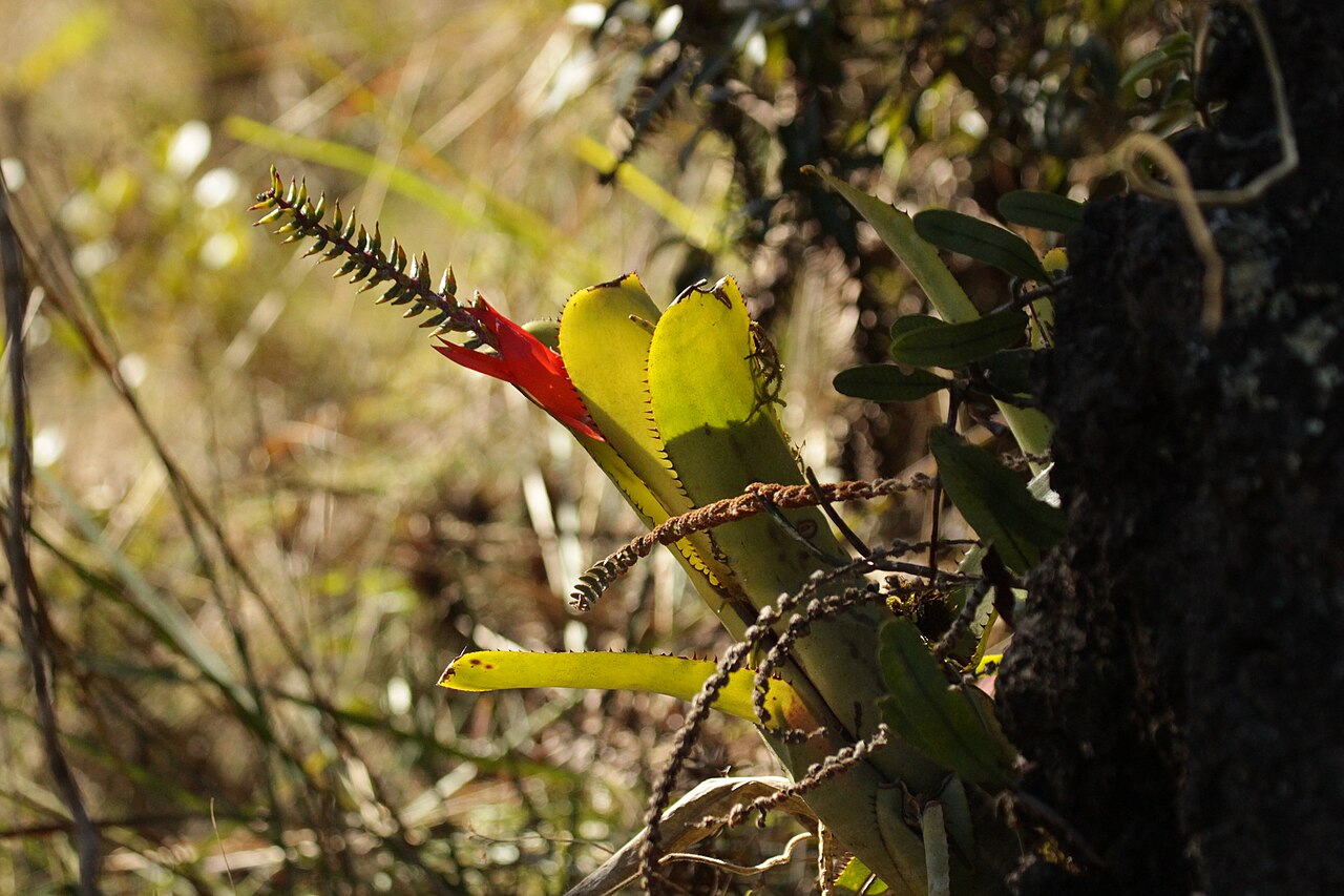Aechmea nudicaulis ako izbová bromélia