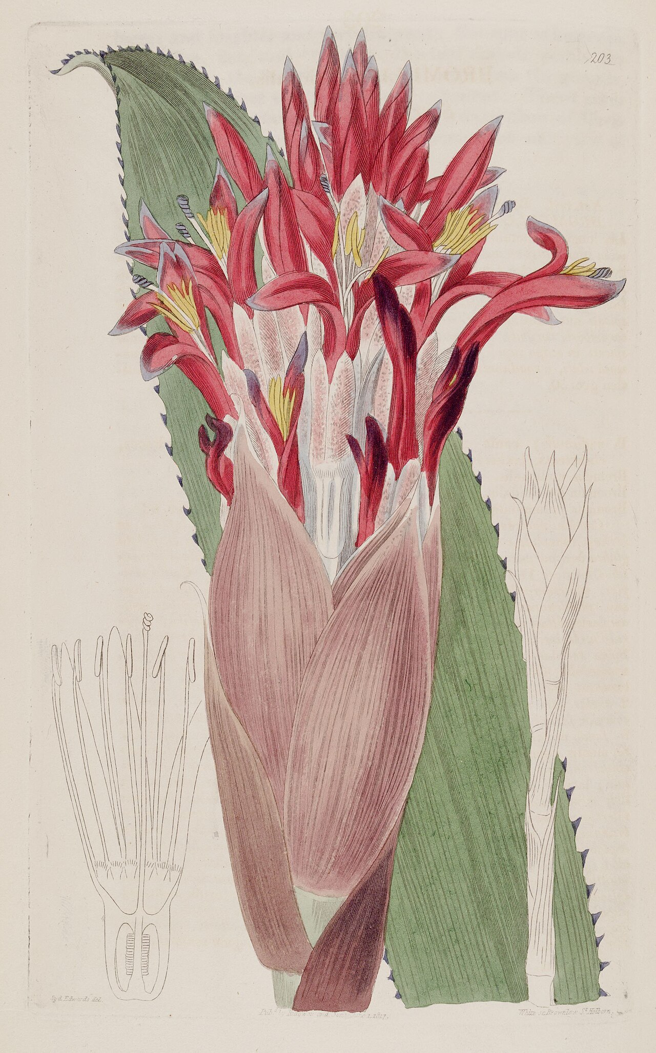 Detail ružice rastliny Aechmea nudicaulis