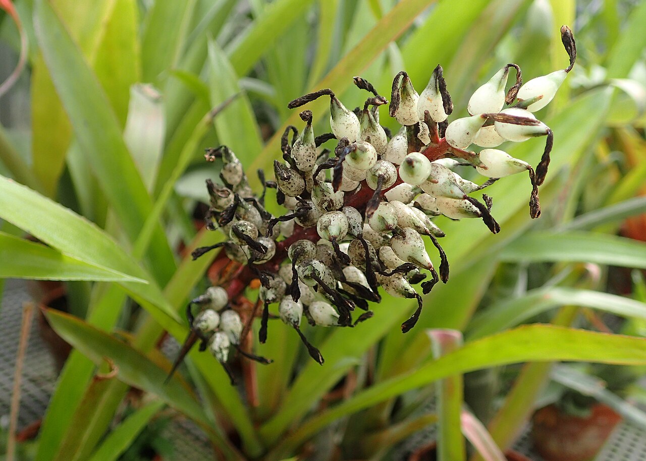 Aechmea servitensis v kvetináči na svetlom mieste