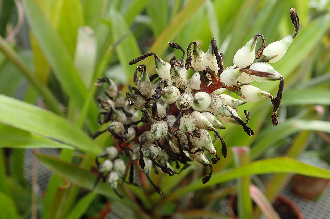 Detail listovej ružice rastliny Aechmea servitensis