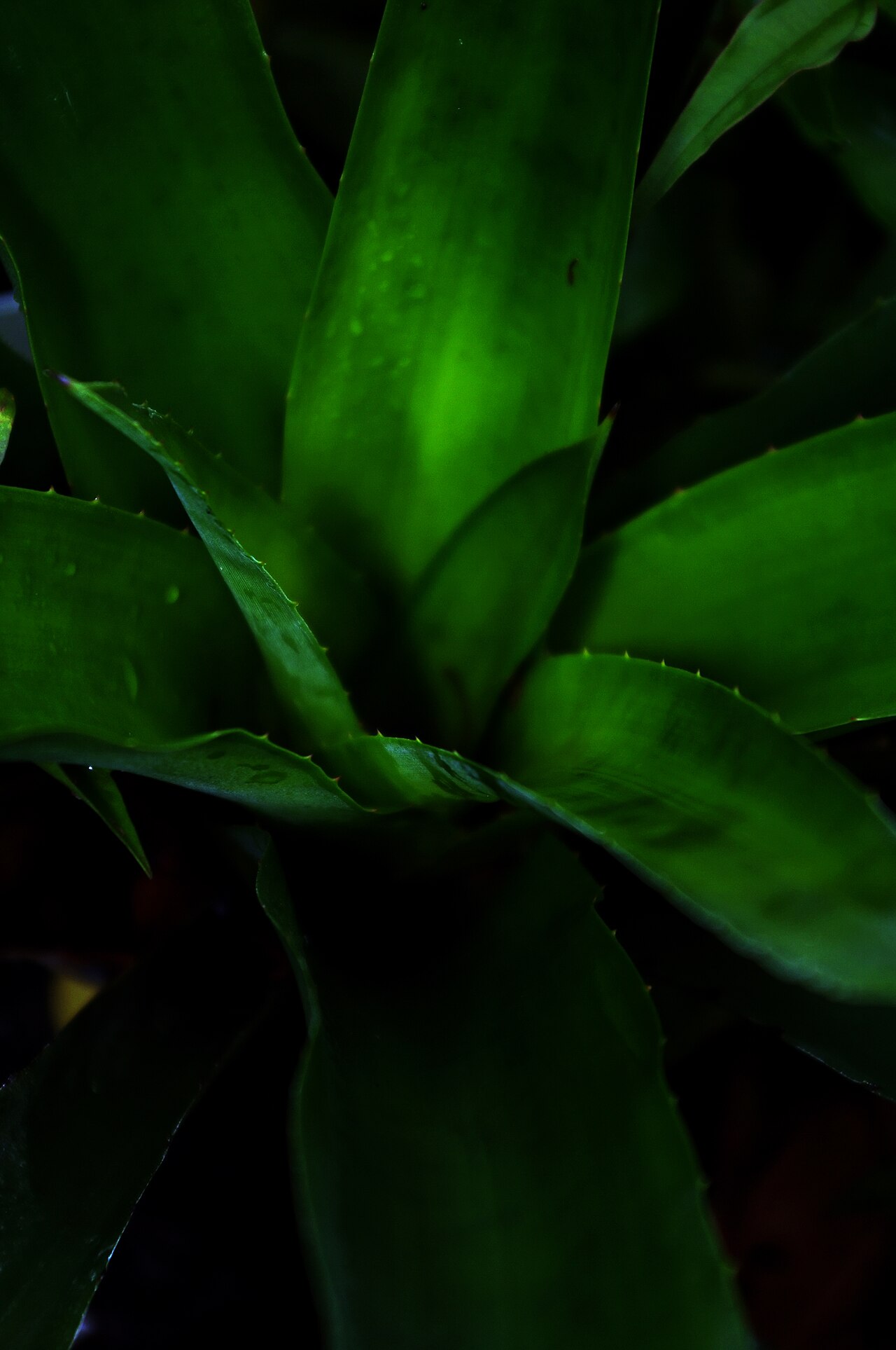 starostlivosť o Aechmea sphaerocephala v interiéri
