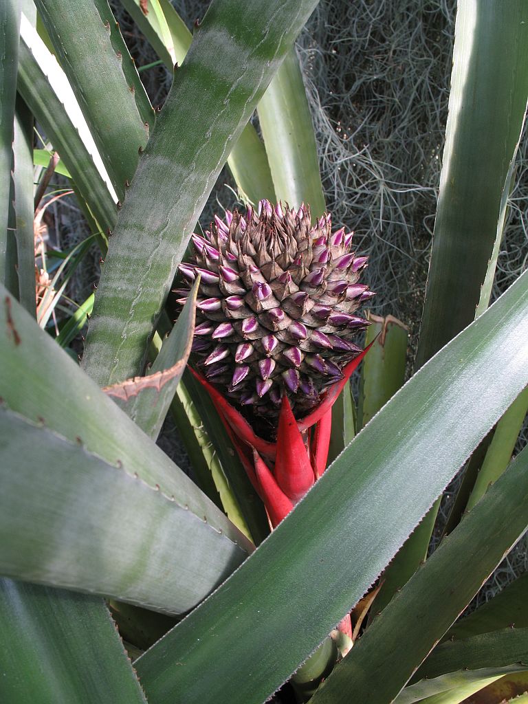 Aechmea sphaerocephala ako izbová bromélia