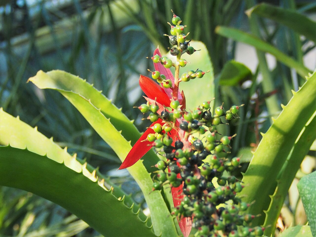 detail listovej ružice Aechmea sphaerocephala