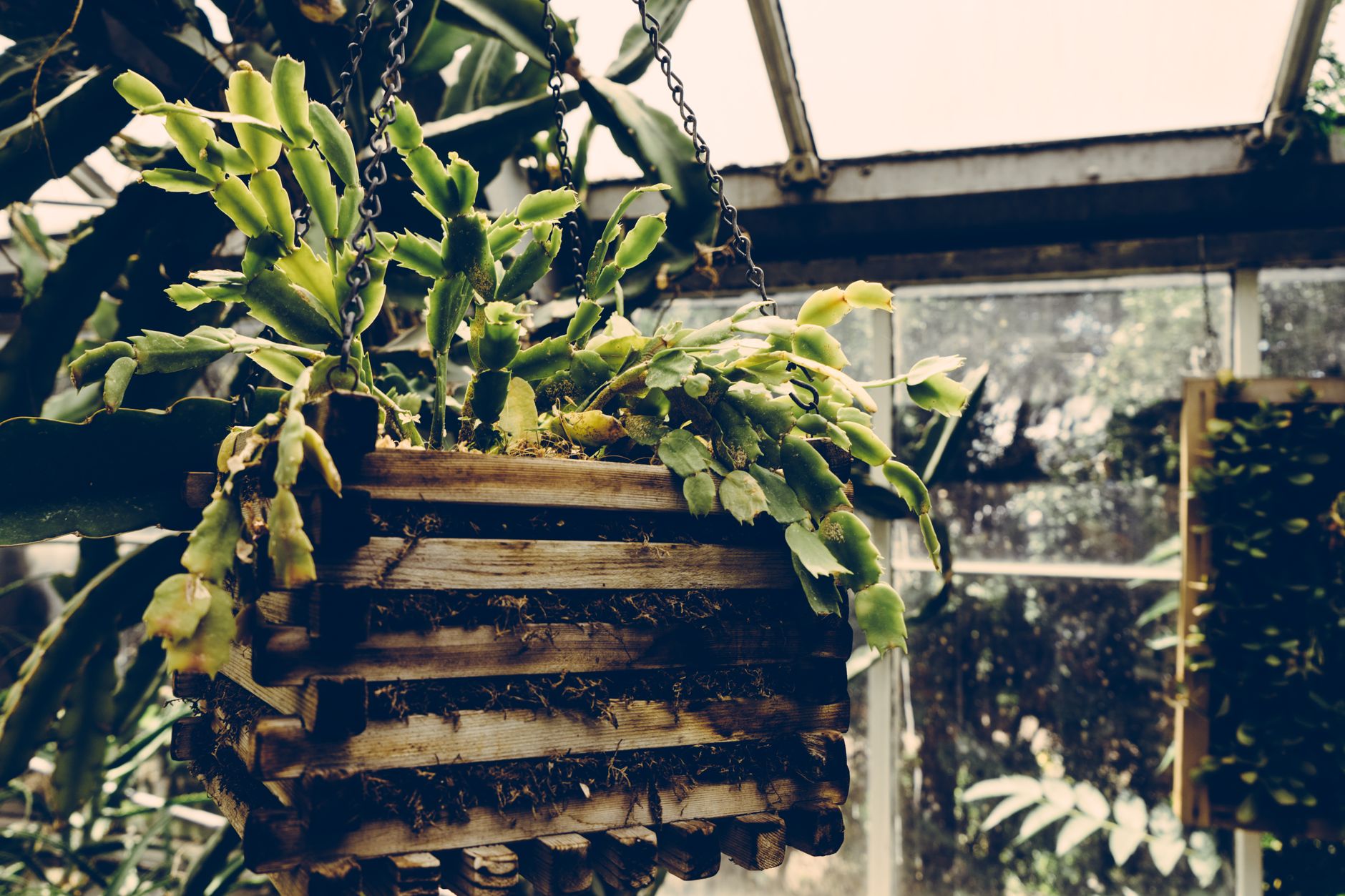 Aeschynanthus japhrolepis s lesklými tmavozelenými listami