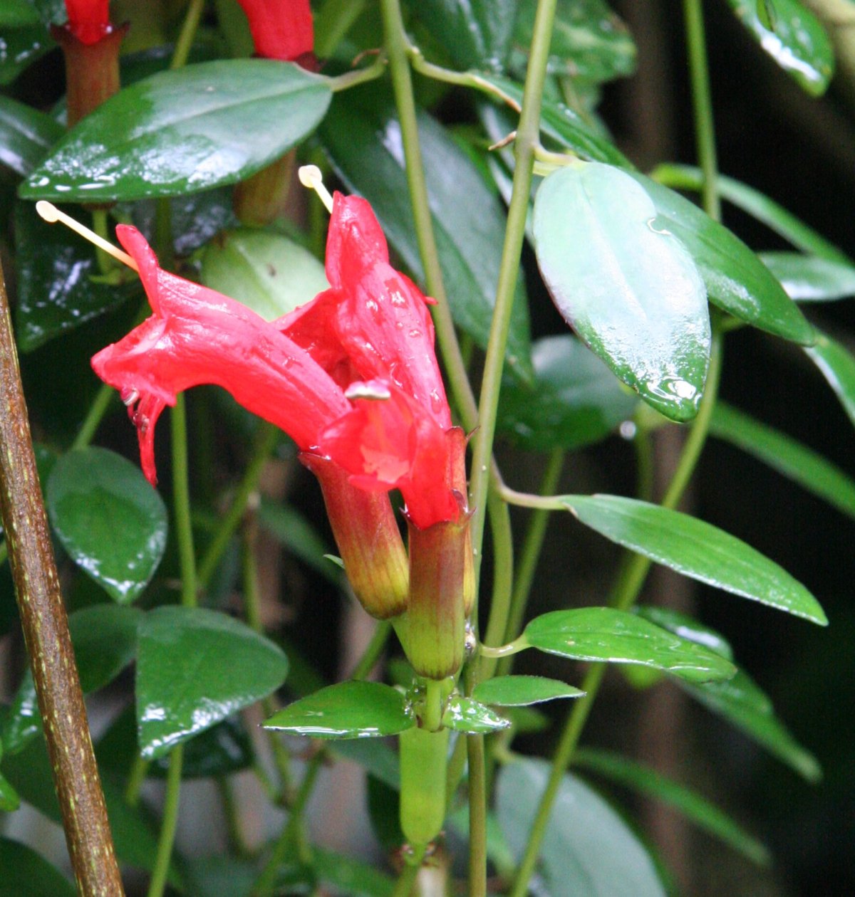 Starostlivosť o Aeschynanthus radicans v závesnom kvetináči