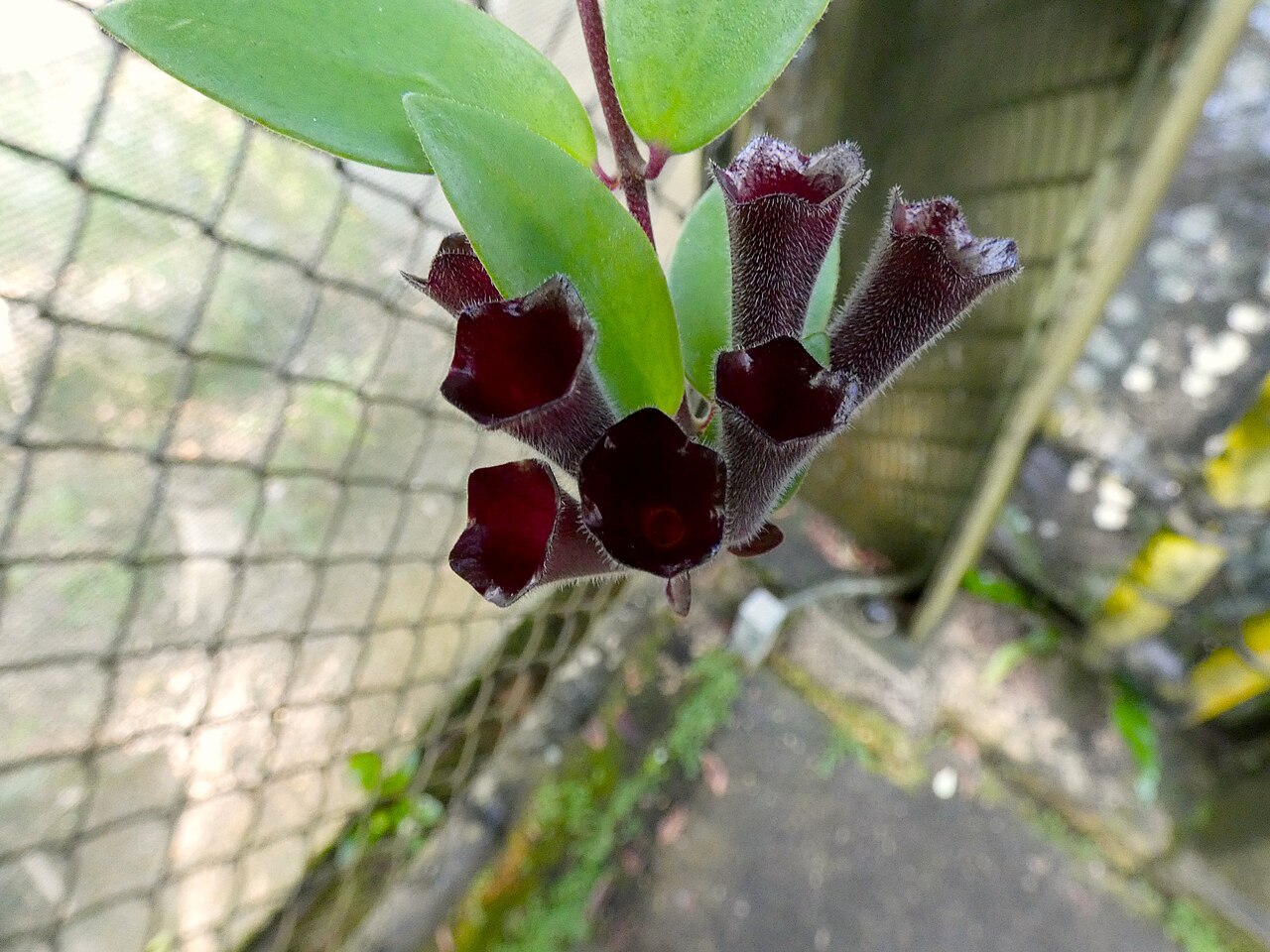 Aeschynanthus radicans s červenými rúrkovitými kvetmi