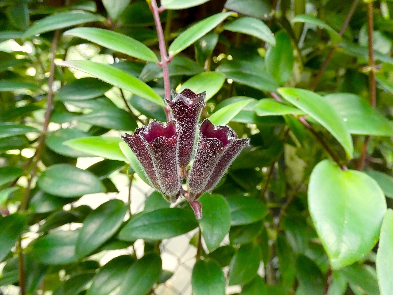 Previsnuté výhony rastliny Aeschynanthus radicans