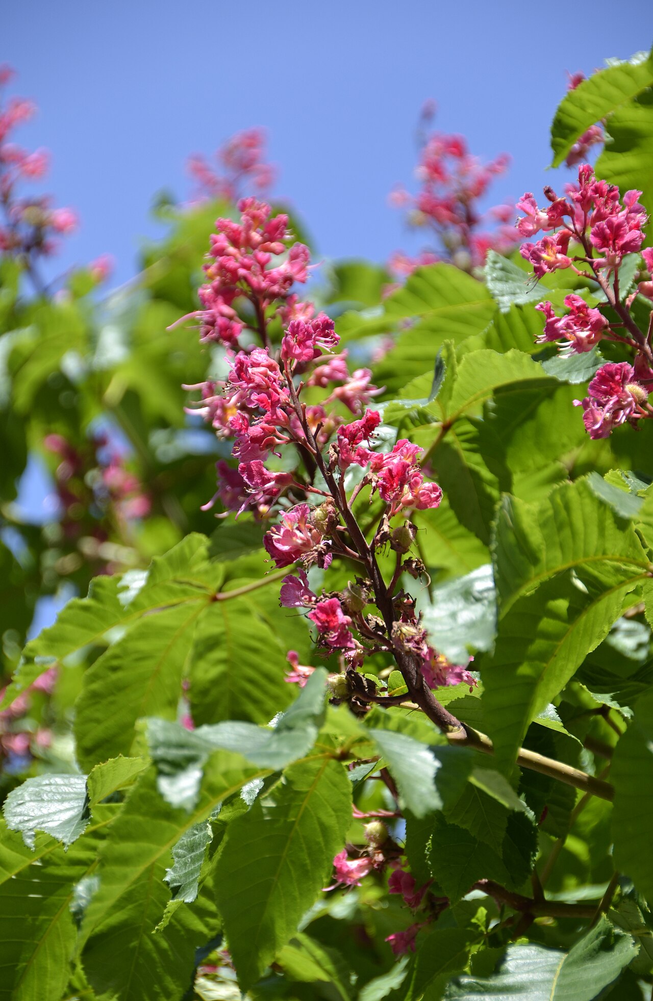 Starostlivosť o Aesculus carnea na záhradnom stanovišti