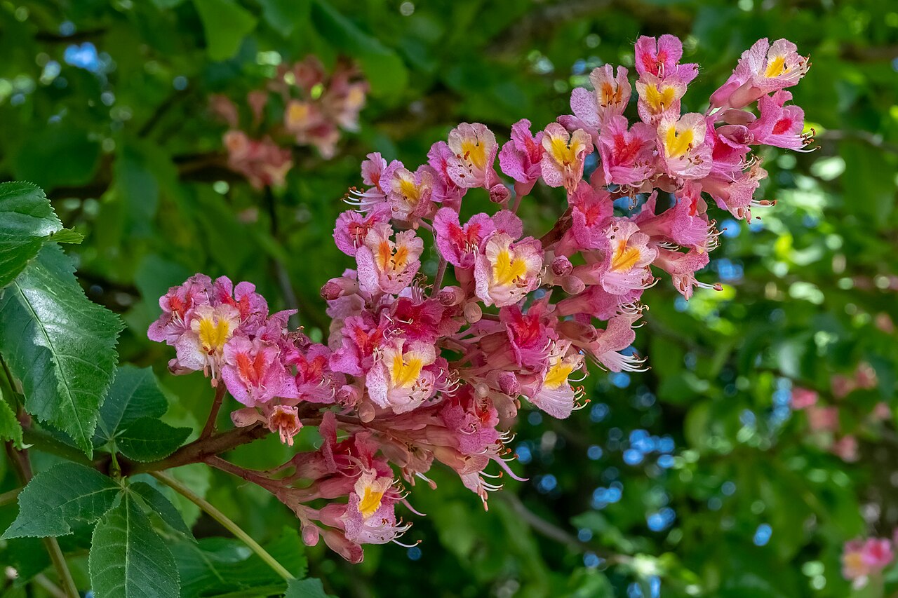 Kvitnúci Aesculus carnea s ružovočervenými súkvetiami