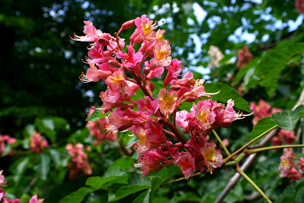 Listy Aesculus carnea počas vegetačnej sezóny