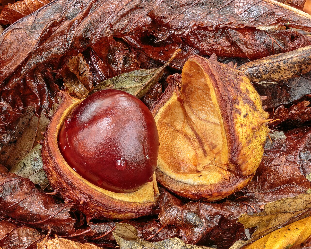 Aesculus hippocastanum pestovanie v záhradnom prostredí