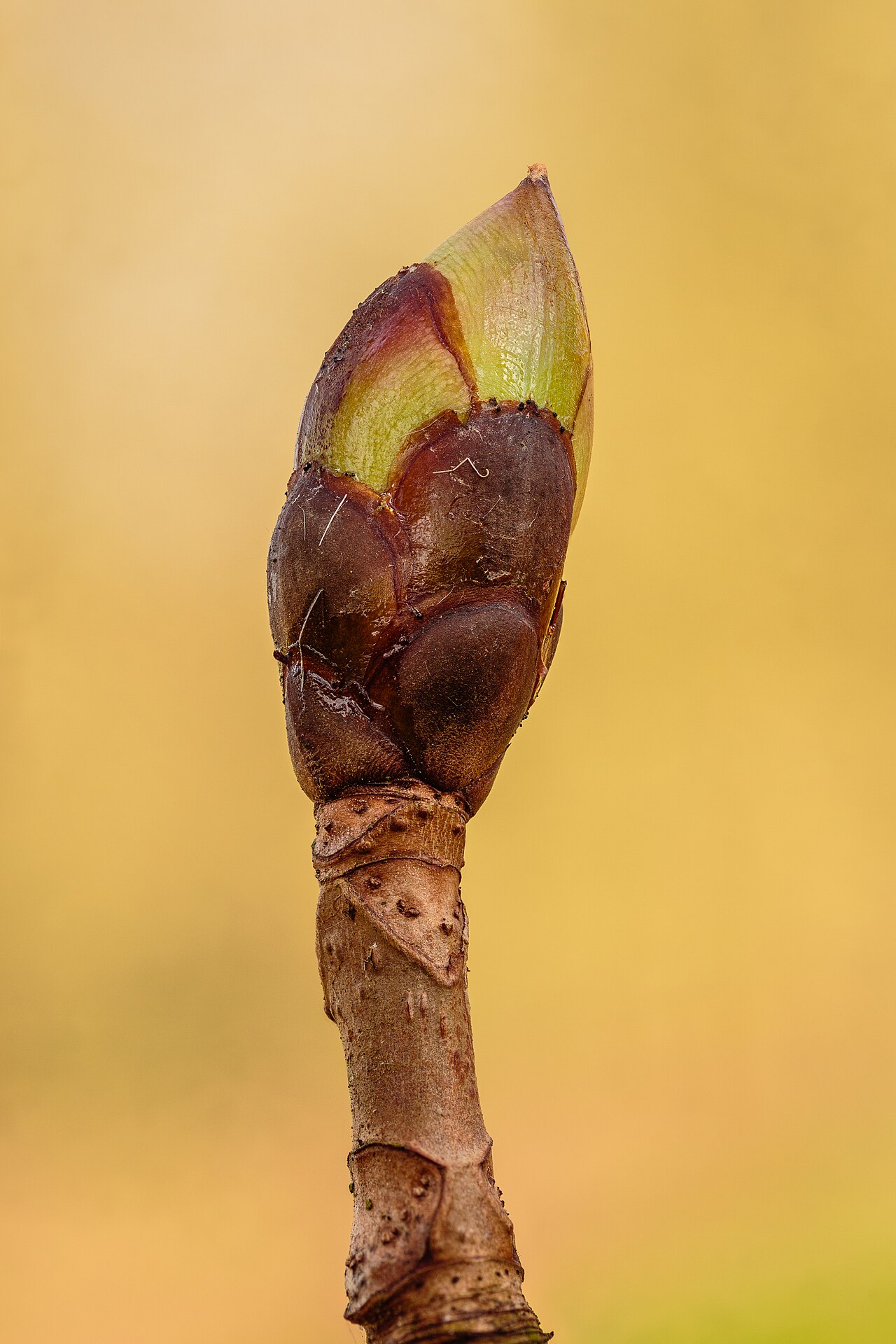 Detail listov rastliny Aesculus hippocastanum