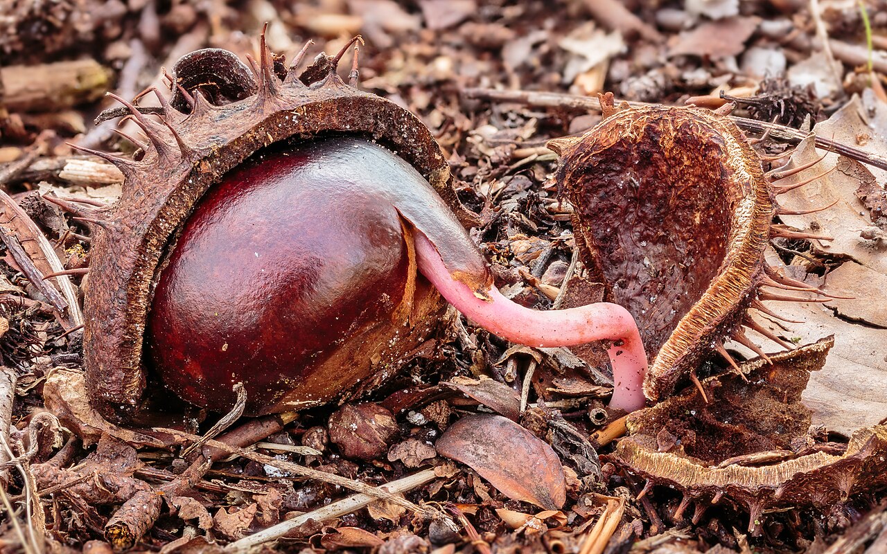 Kvitnúci Aesculus hippocastanum na jar