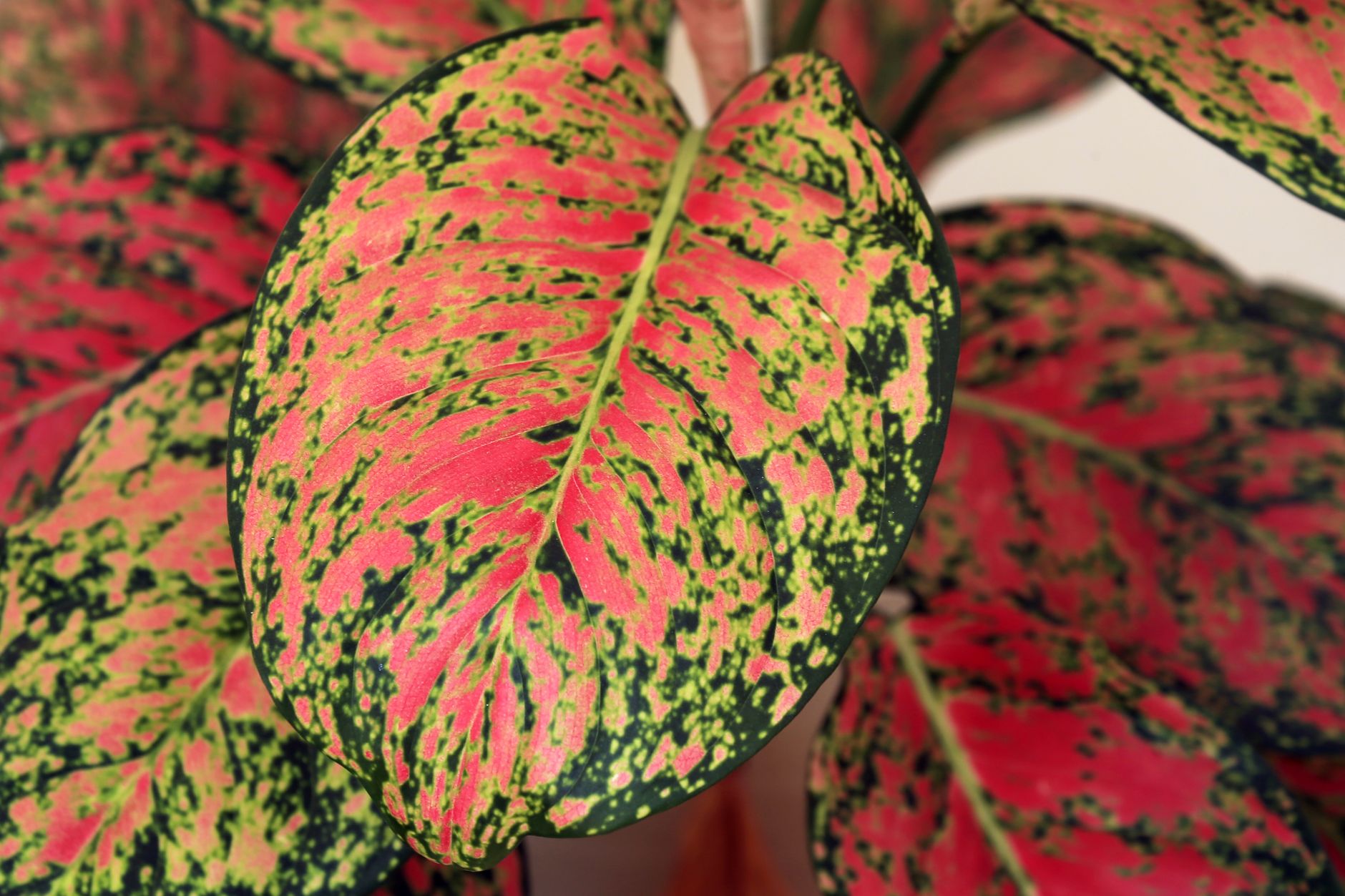 Starostlivosť o Aglaonema Apple Fantasy v bytových podmienkach