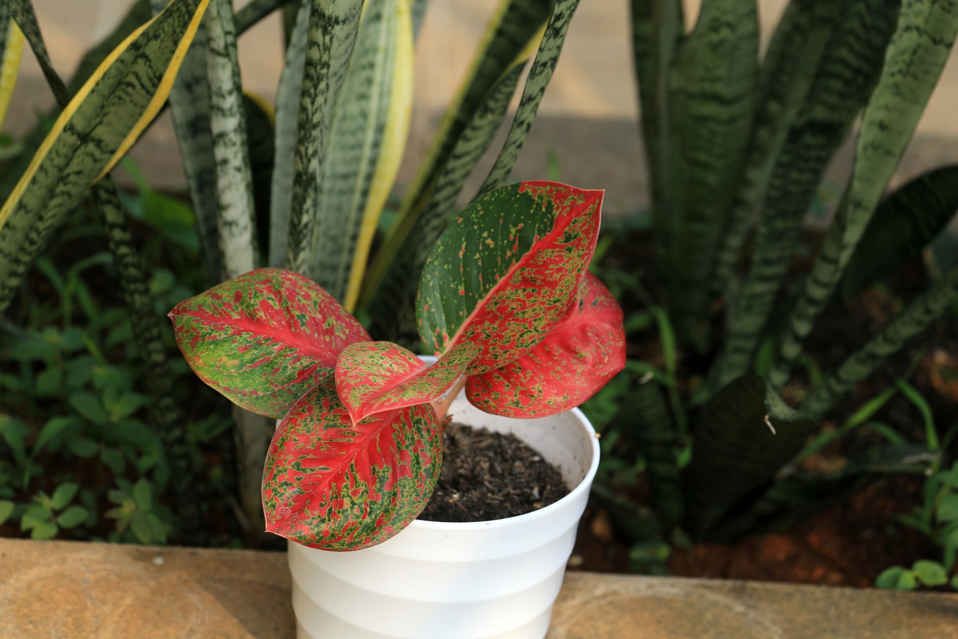 Detail listov rastliny Aglaonema Apple Fantasy