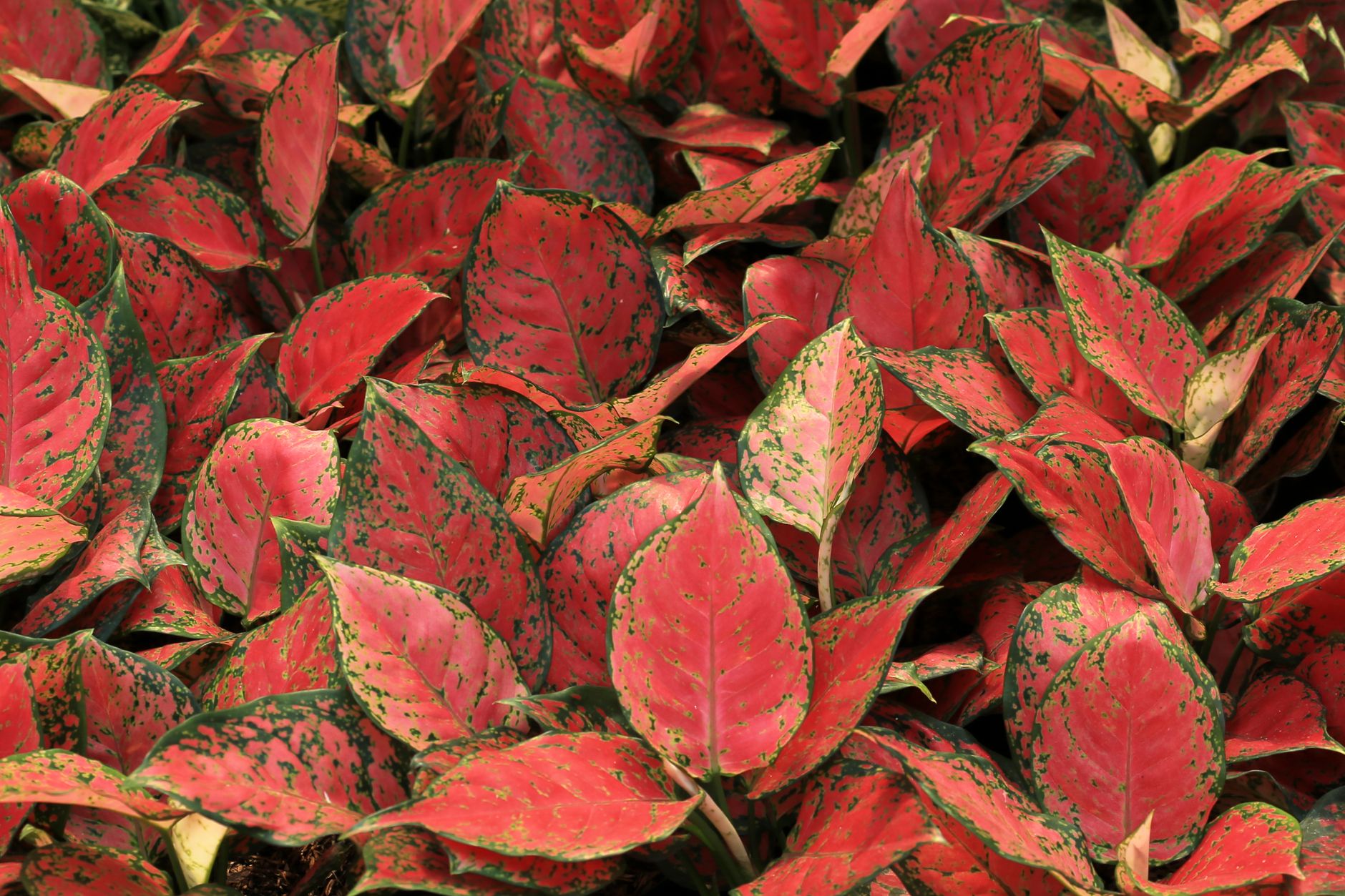 Aglaonema Apple Fantasy v interiéri s pestrými listami
