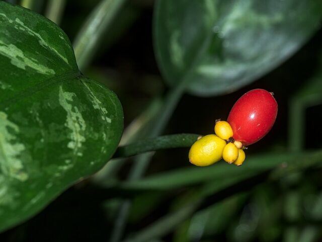 Starostlivosť o Aglaonema commutatum a detail panašovaných listov