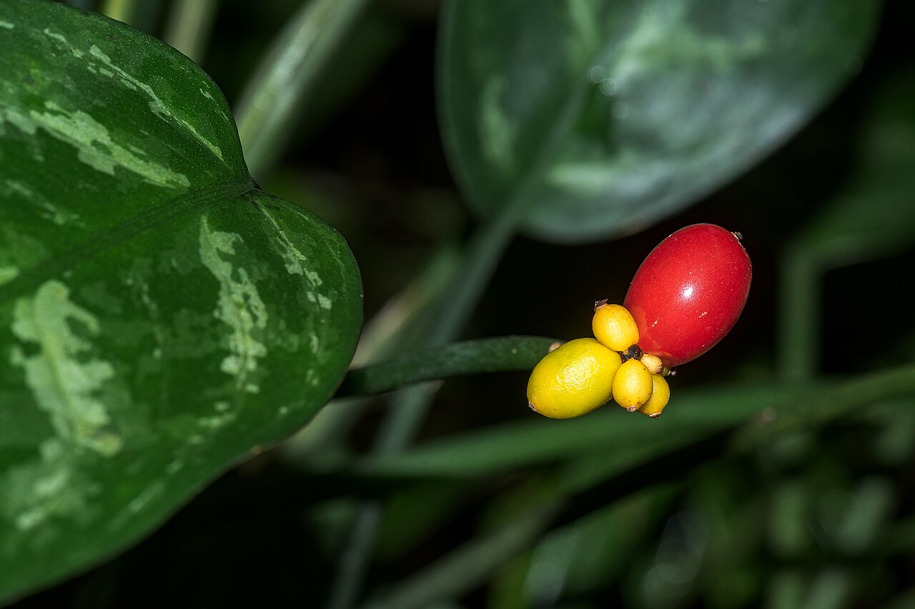 Starostlivosť o Aglaonema commutatum a detail panašovaných listov
