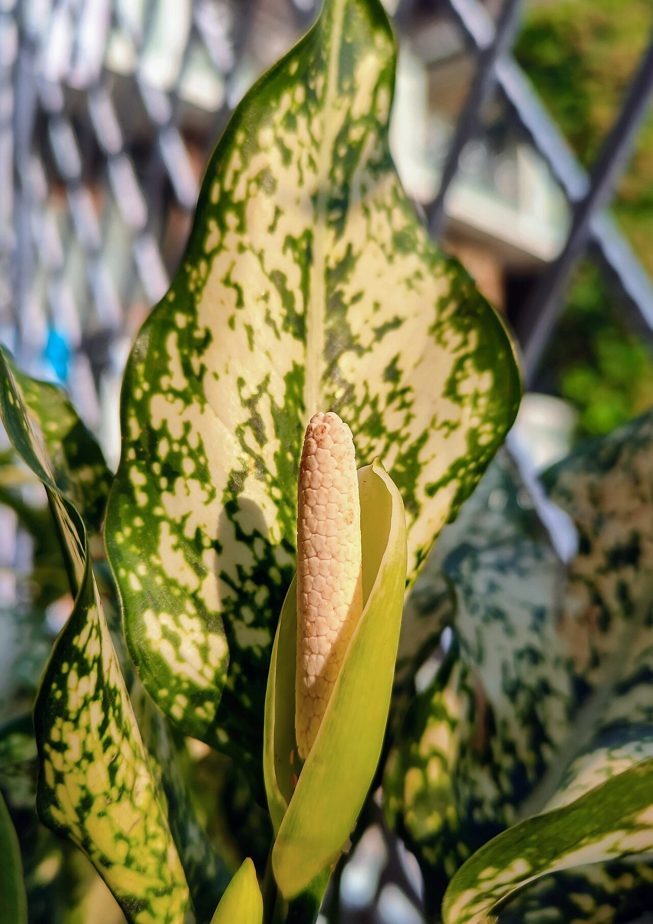 Aglaonema commutatum v interiéri v kvetináči