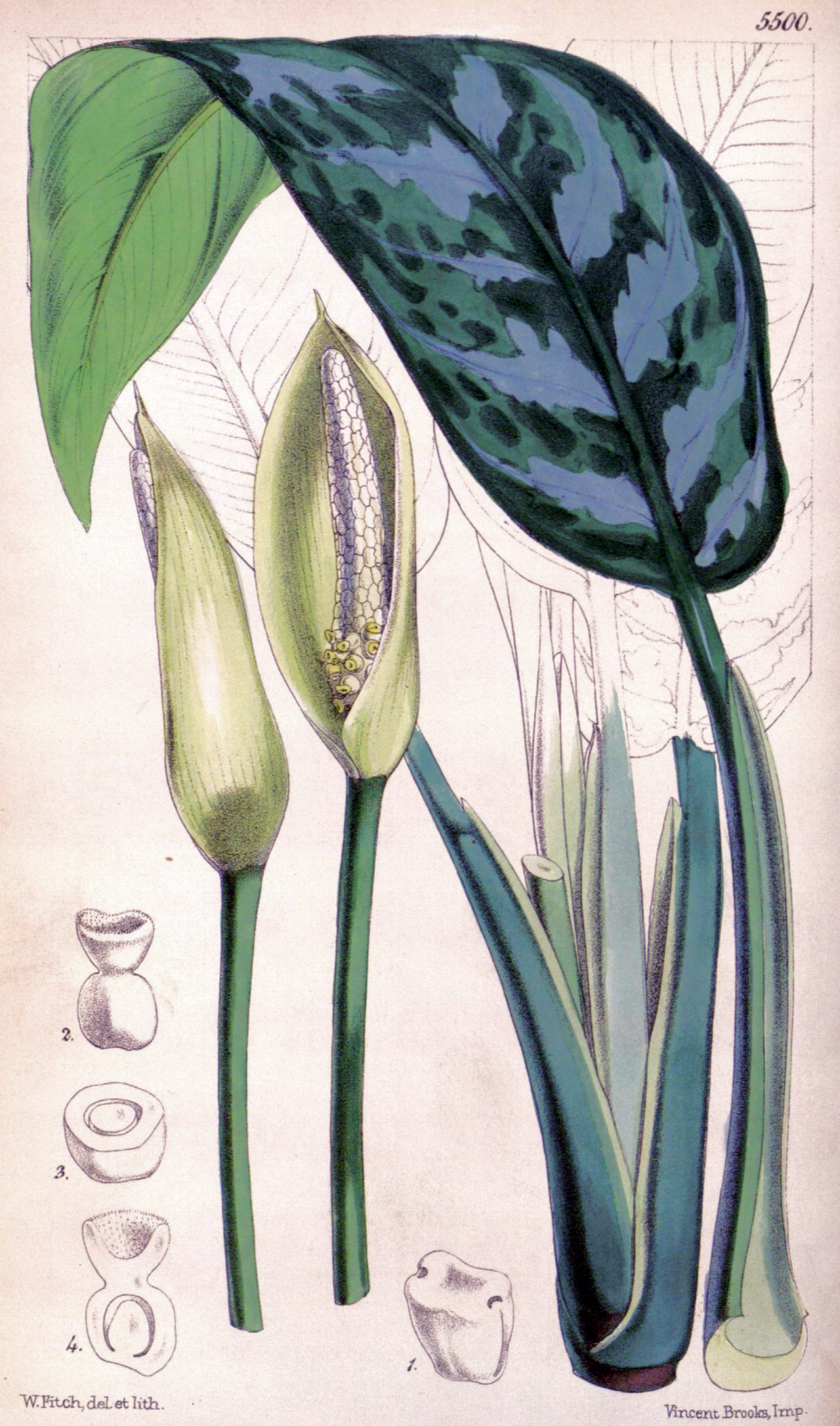 Detail listov rastliny Aglaonema commutatum