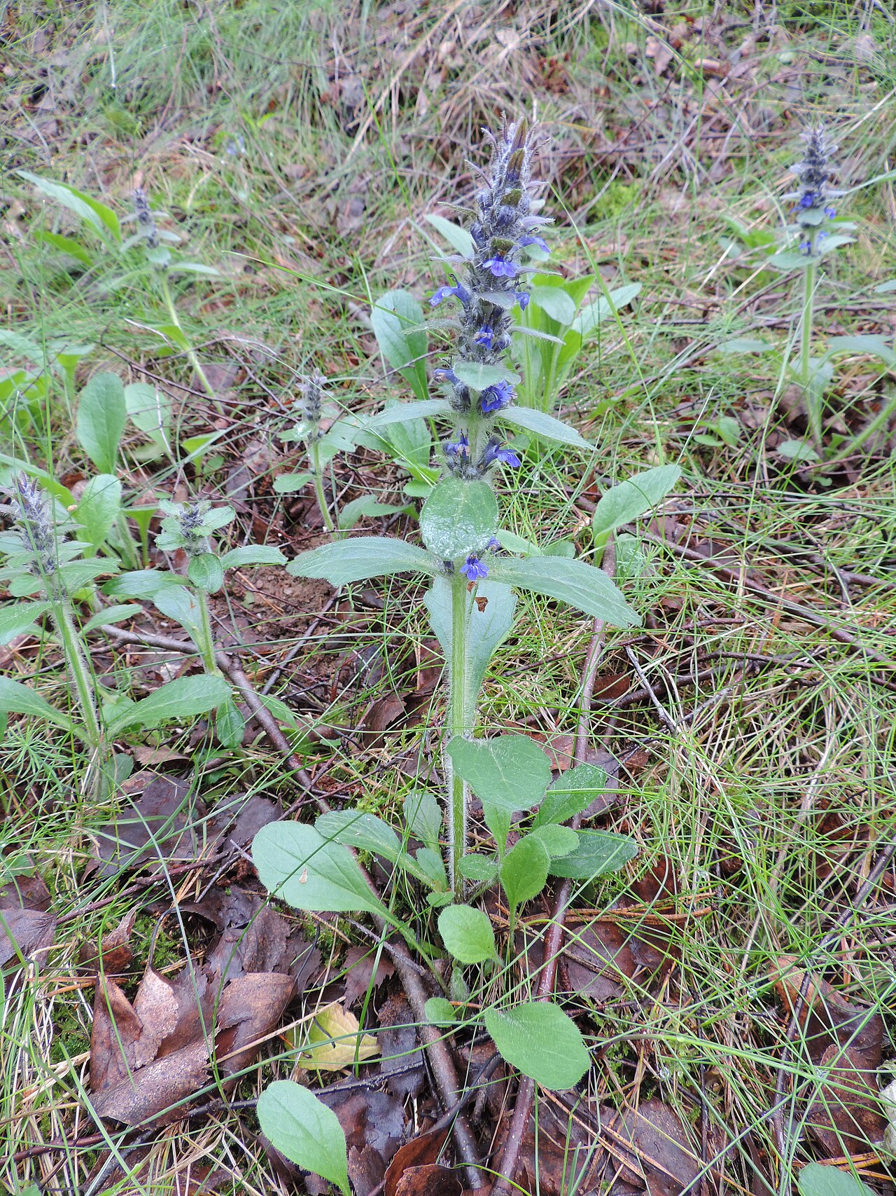 Starostlivosť o Ajuga genevensis a detail kvitnúcej rastliny