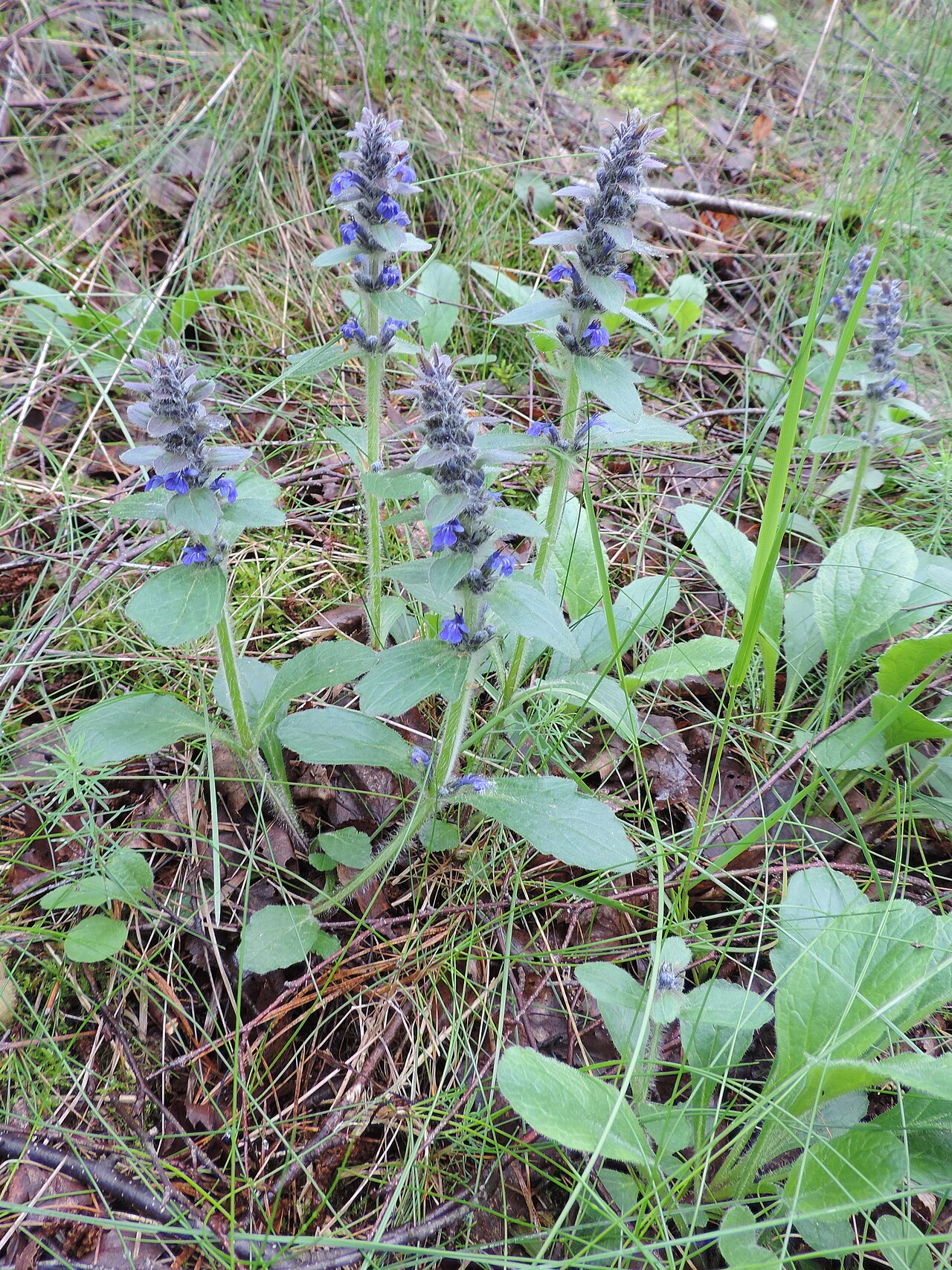 Ajuga genevensis s modrofialovými kvetmi v záhone
