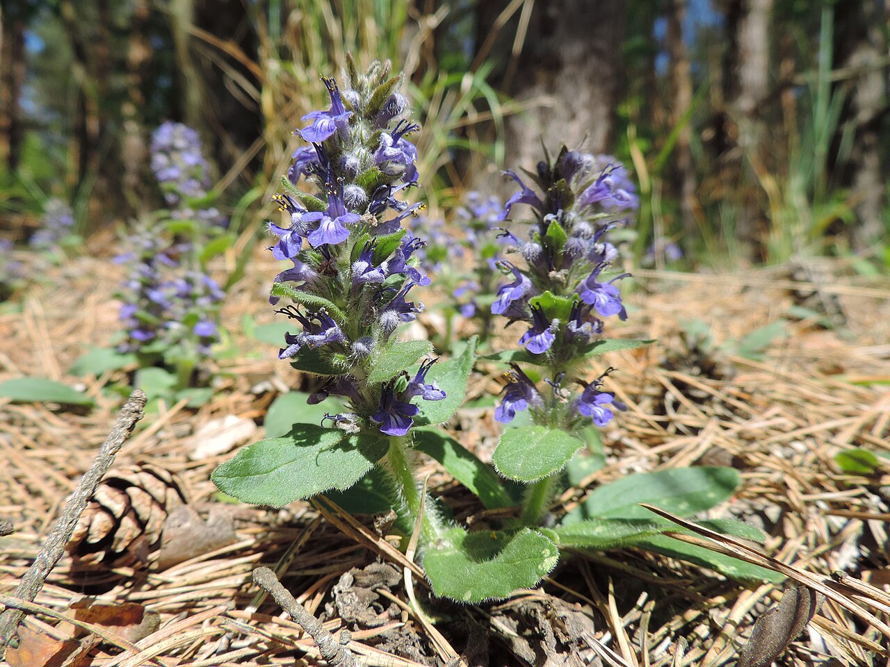 Detail listov Ajuga genevensis