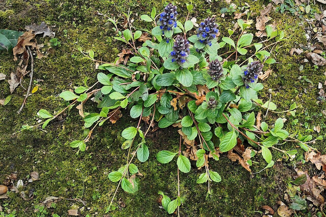 starostlivosť o Ajuga reptans v záhradnom poraste