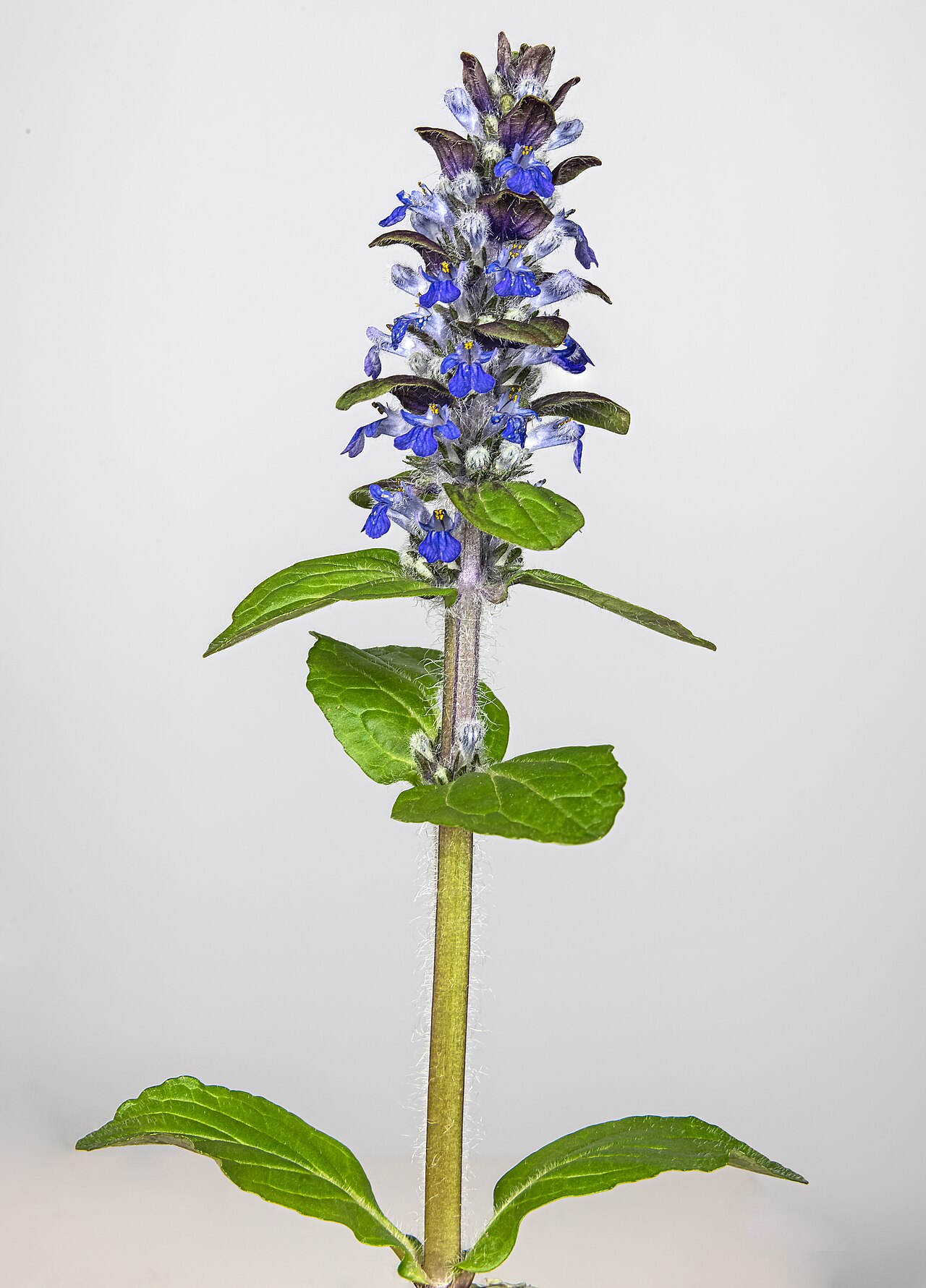 Ajuga reptans s modrofialovými kvetmi