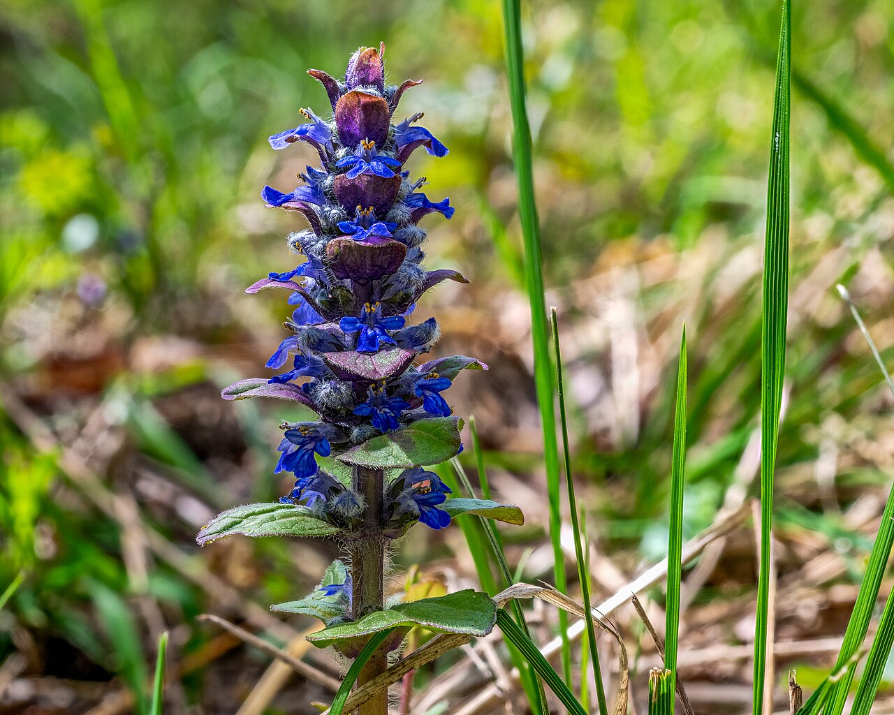 detail listov rastliny Ajuga reptans