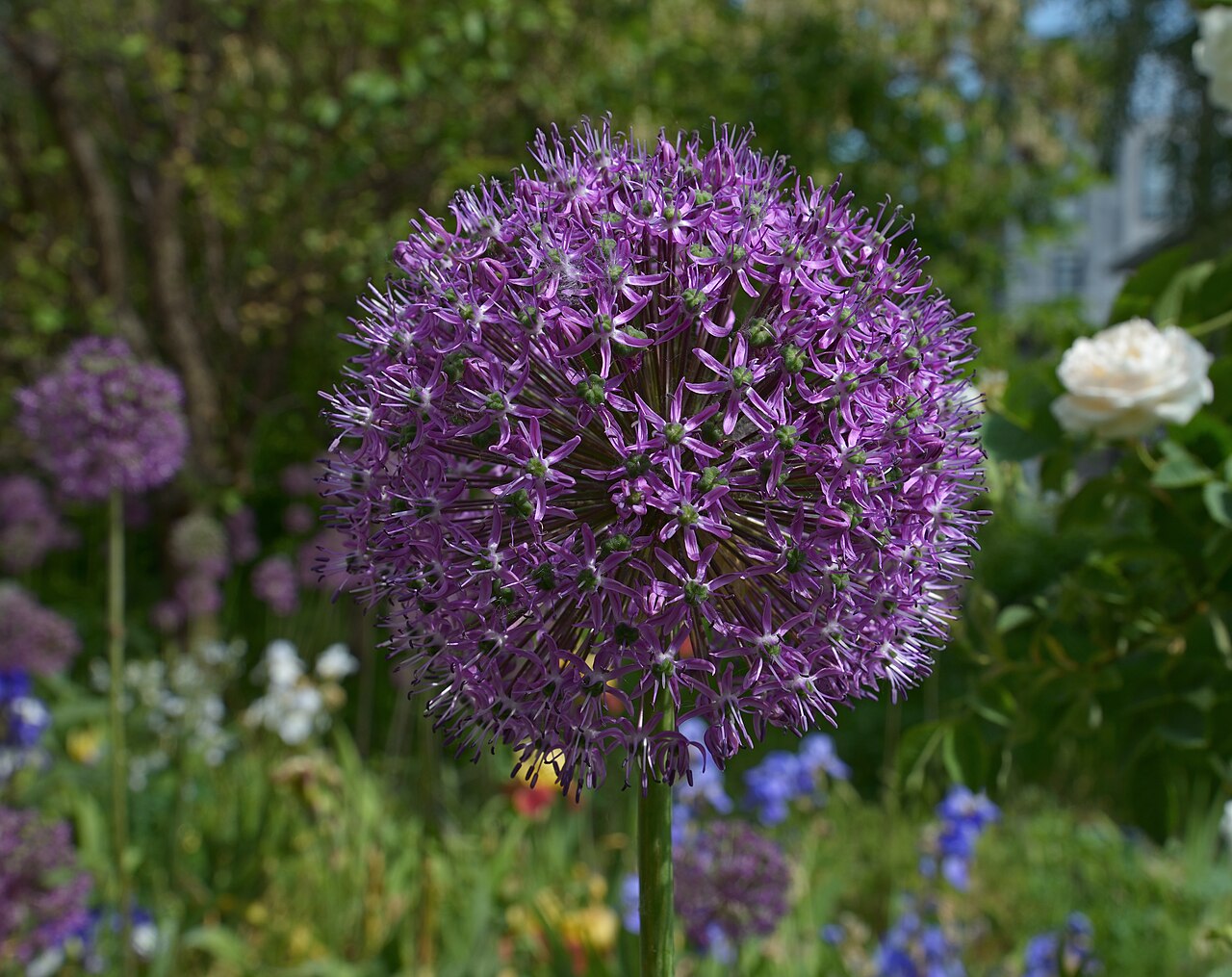 Starostlivosť o Allium giganteum a jeho veľké fialové súkvetie