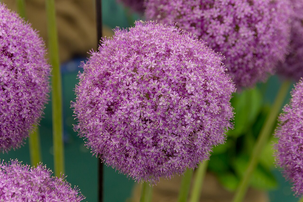 Allium giganteum v záhone počas kvitnutia