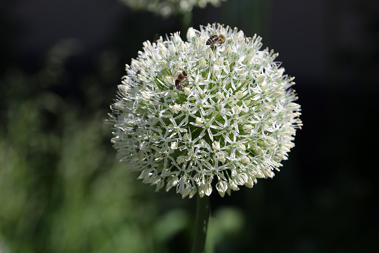Detail kvetu Allium giganteum