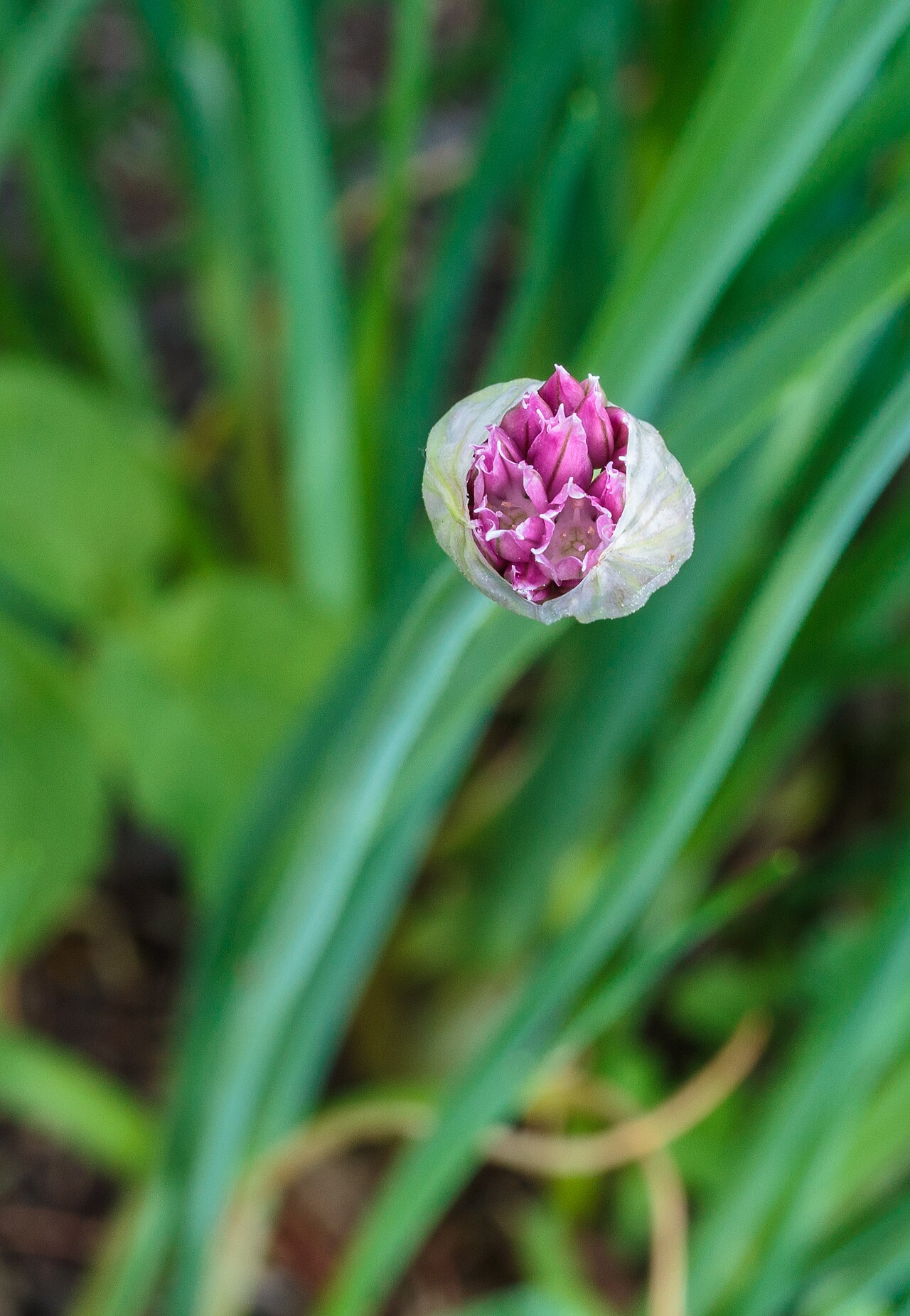 Allium schoenoprasum pestovanie v kvetináči na svetlom mieste