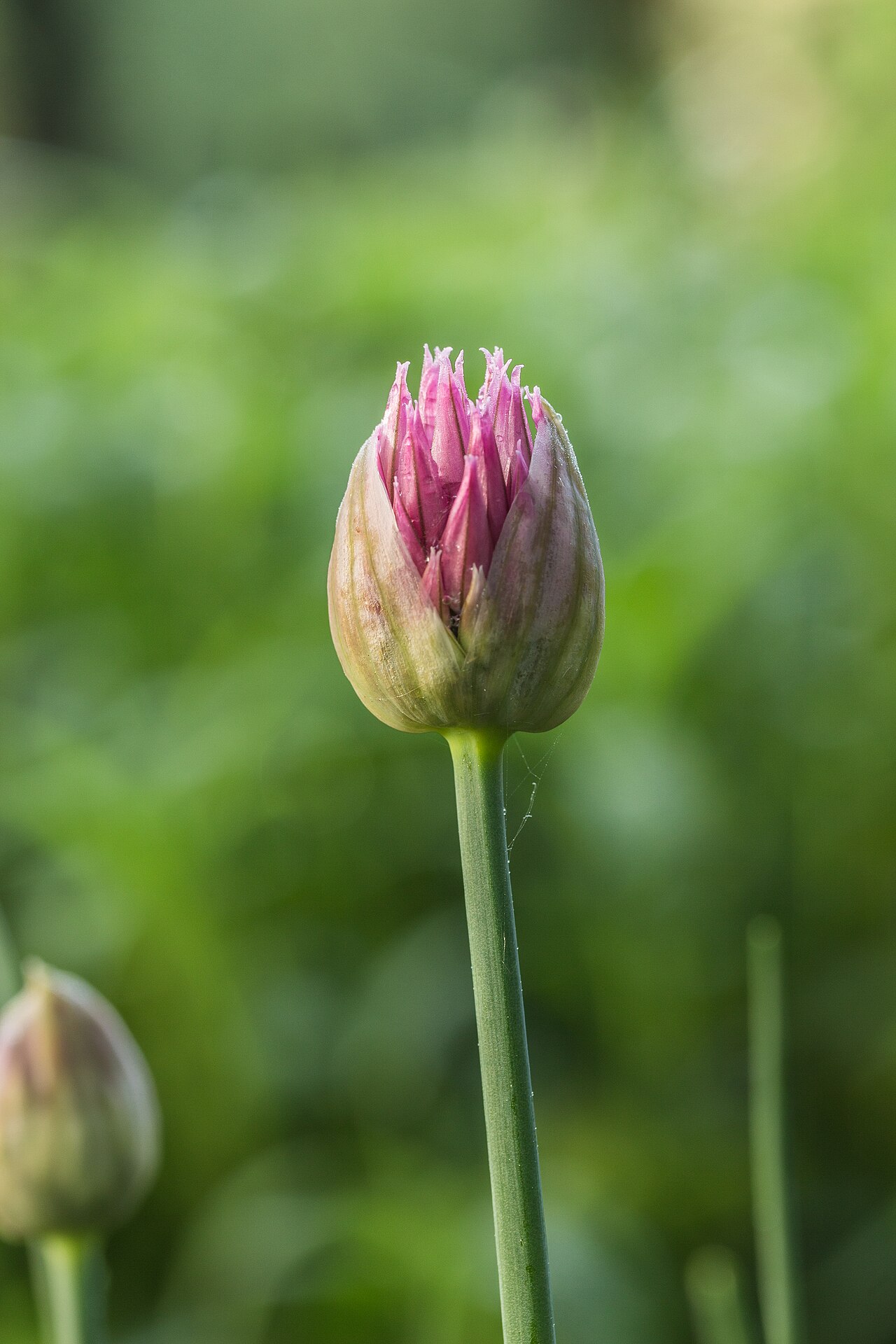 Detail listov a kvetov rastliny Allium schoenoprasum