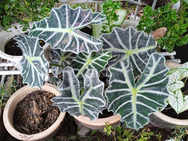 Starostlivosť o Alocasia amazonica a jej výrazné tmavozelené listy