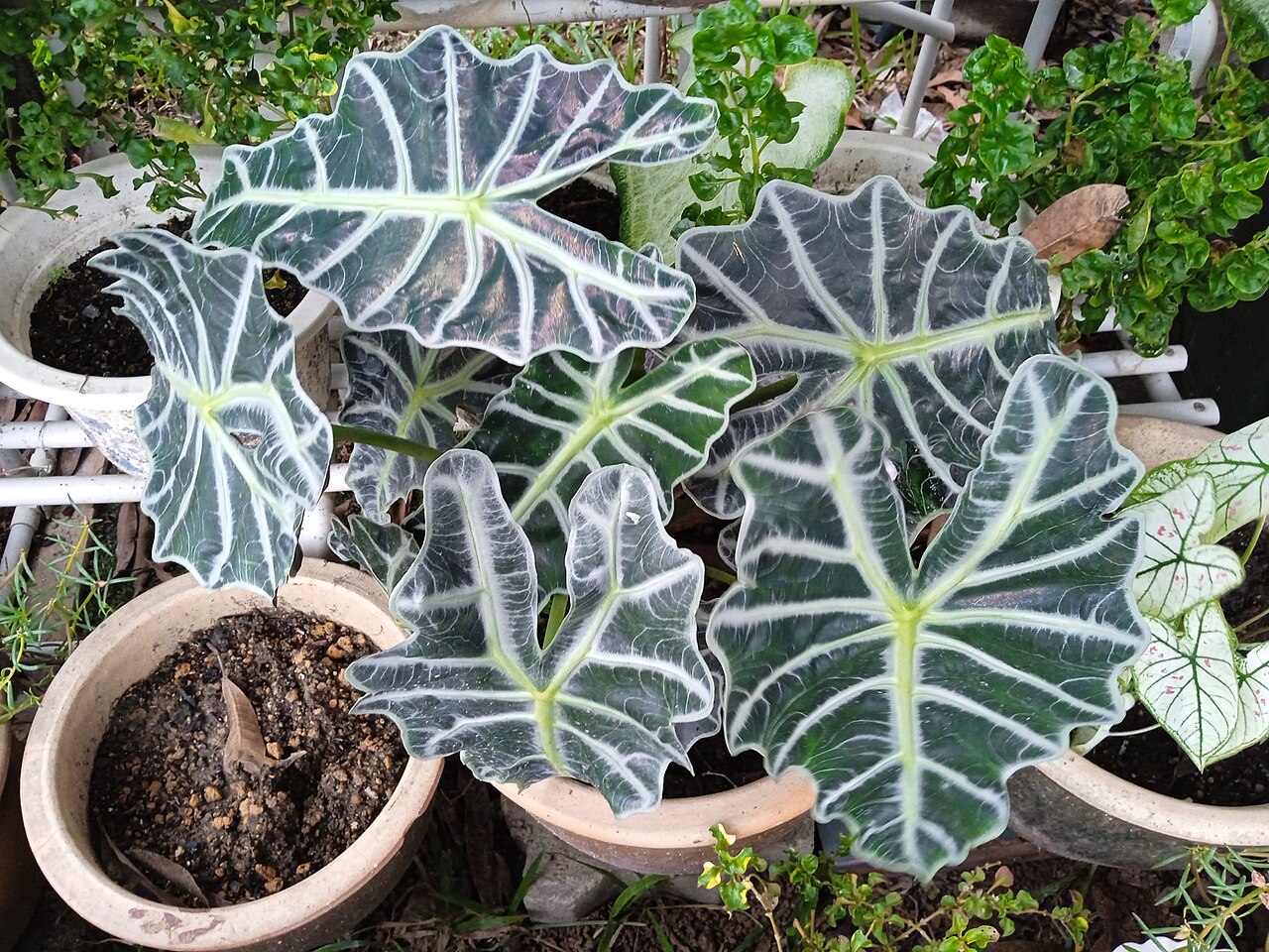 Starostlivosť o Alocasia amazonica a jej výrazné tmavozelené listy