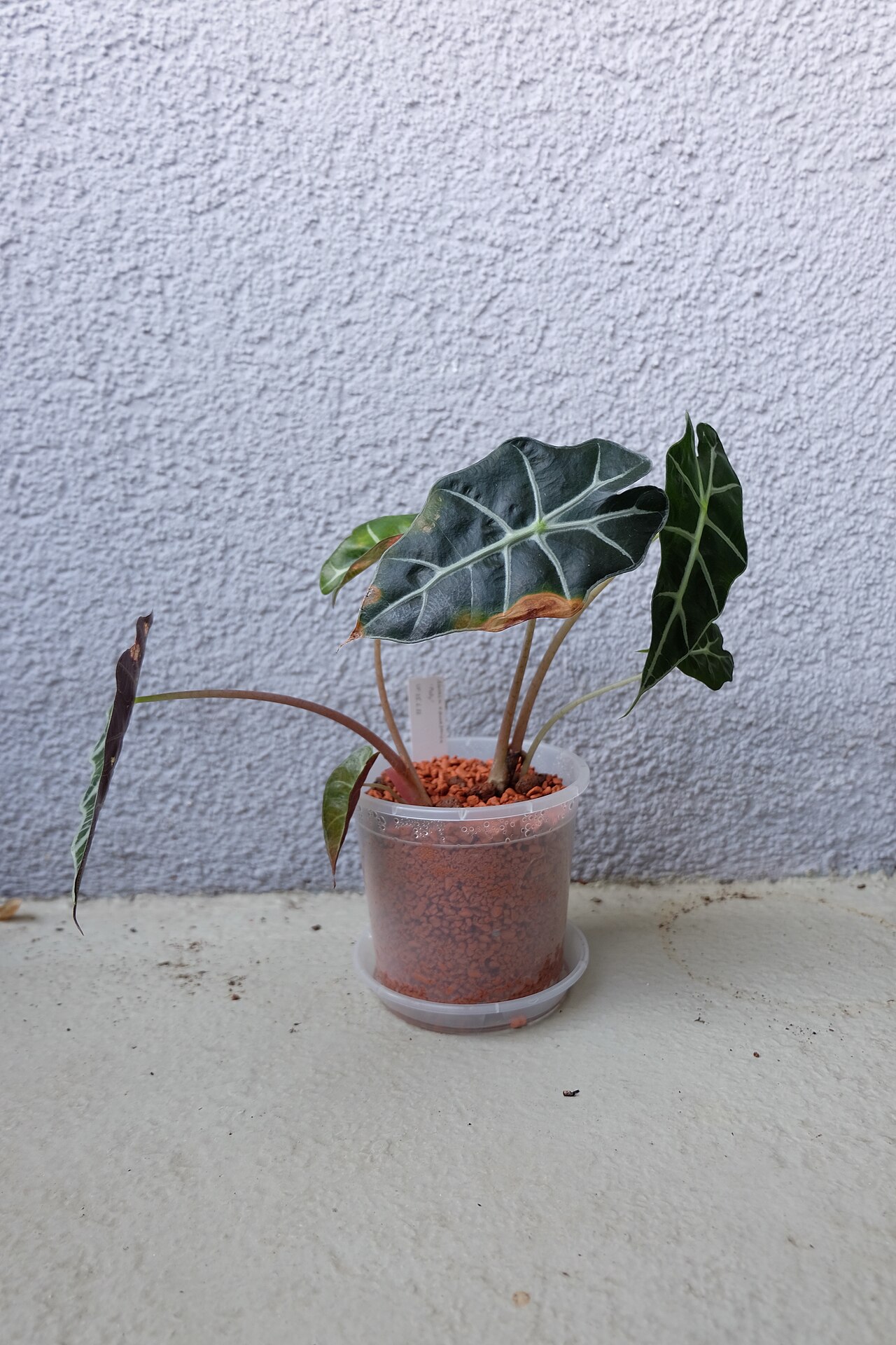 Detail listov Alocasia amazonica s bielou žilnatinou