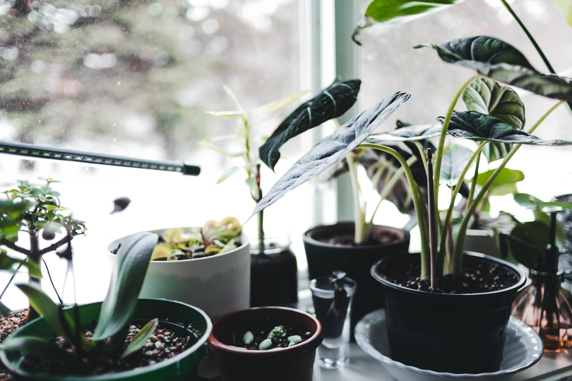 Alocasia azlanii s tmavými listami a svetlou žilnatinou