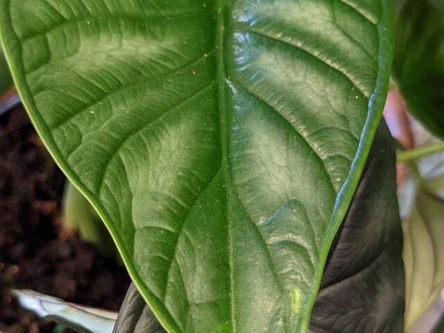 starostlivosť o Alocasia baginda a detail jej listov