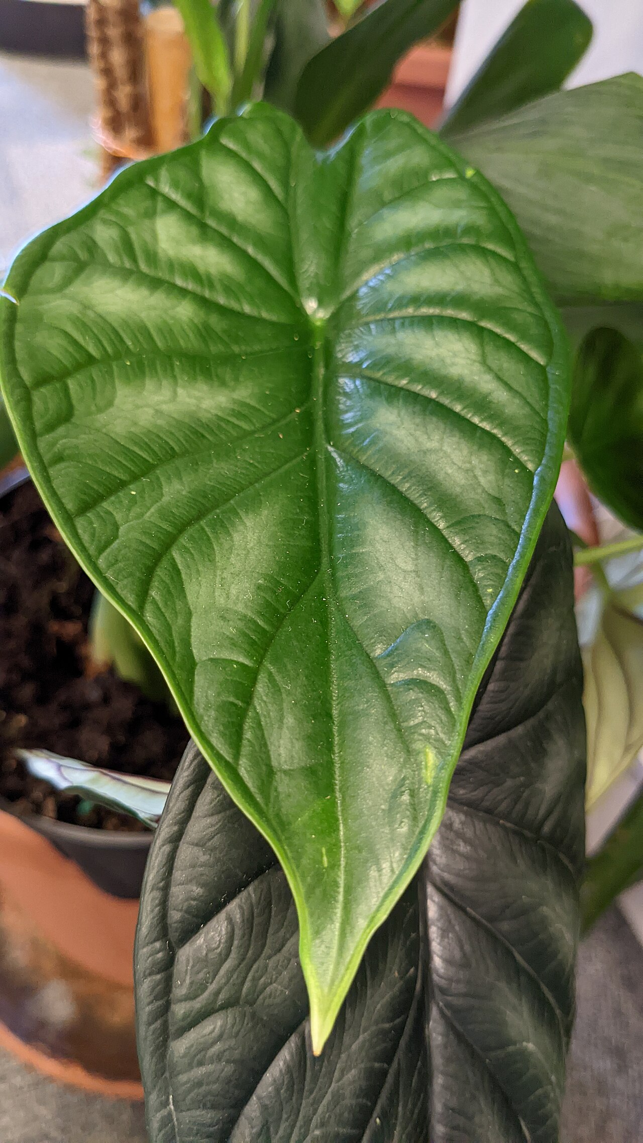 starostlivosť o Alocasia baginda a detail jej listov