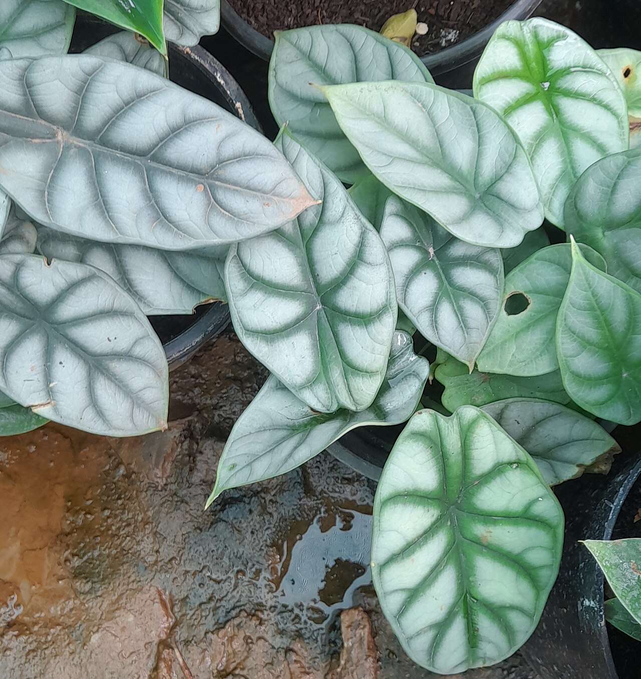 Alocasia baginda s výraznou striebristou žilnatinou