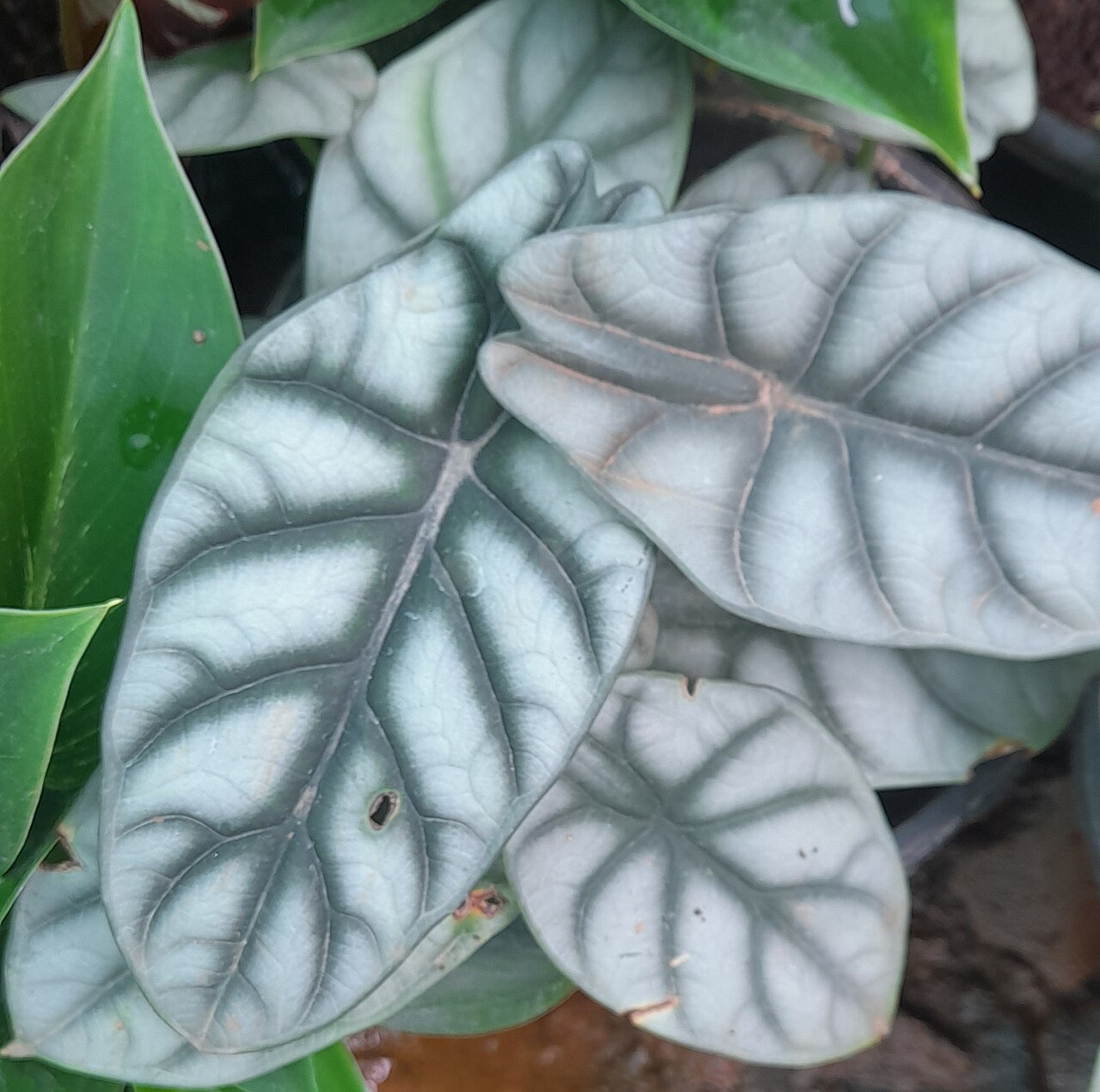 Detail listu Alocasia baginda v interiéri