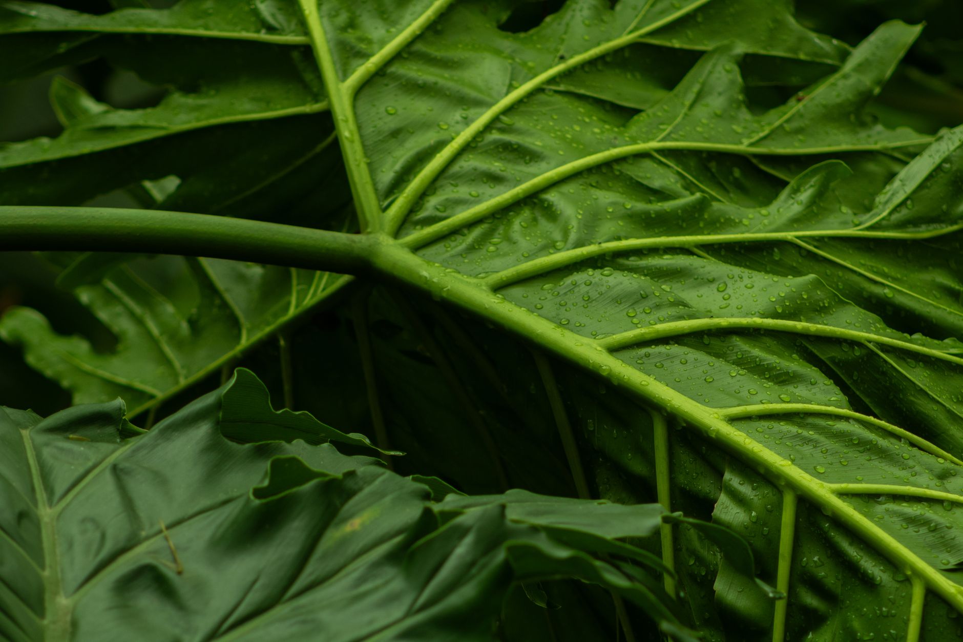 Detail listov rastliny Alocasia brancifolia